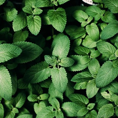 elah-dufour-novi-slider-1